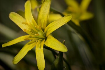 yellow flower closeup with blurry background