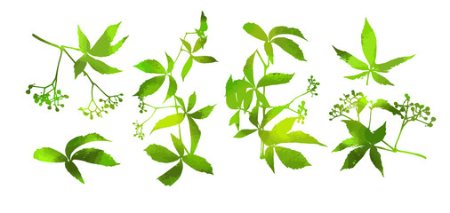Set of green leaves. Parthenocissus inserta. Vector illustration