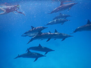 pod of spinner dolphins in laggon of a red sea Egypt