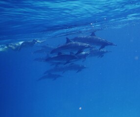 pod of spinner dolphins in laggon of a red sea Egypt