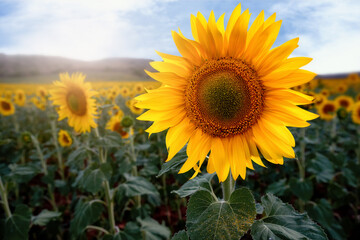 detail of a beautiful sunflower
