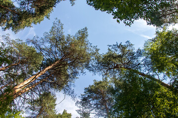 Fototapeta premium Green summer forest. Crowns of trees, bottom view.