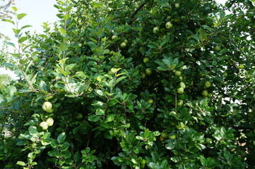 Johannisapfel 