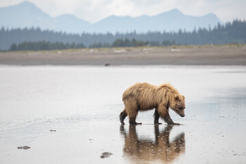 Clamming Brown Bear with Mountains in Background
