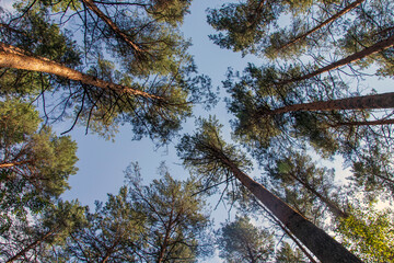 View of the forest from below on the green crowns of tall trees.