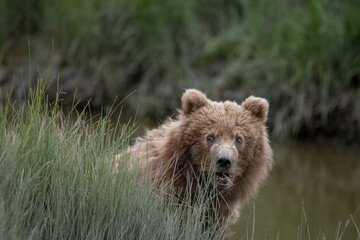 Cute Brown Bear Cub, Lake Clark, Eating Grass