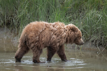 Cute Brown Bear Cub, Lake Clark, Eating Grass