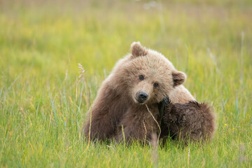 Fototapeta premium Scratching Brown Bear, Lake Clark