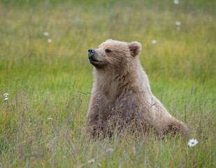 Sniffing Brown Bear Cub, Lake Clark