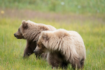 Two Cubs Watching for Danger, Lake Clark