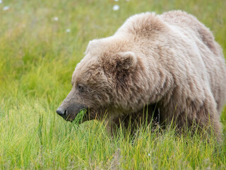Obraz premium Brown Bear Eating Grass, Lake Clark