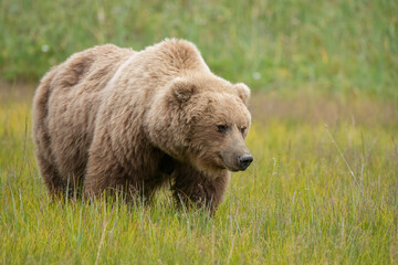 Obraz premium Big Brown Bear, Lake Clark