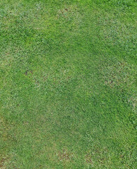 Fototapeta na wymiar Natural green grass seamless Texture Tile. Grass lawn from top view. Good for backbround and architectural 3D rendering.