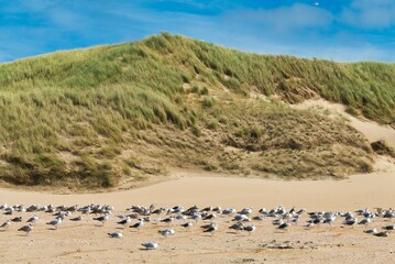 Dünen am Nordseestrand