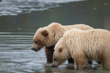 Obraz premium Light Colored Brown Bear Two Year Old Cubs, Lake Clark