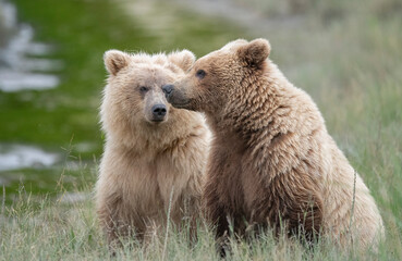 Light Colored Brown Bear Two Year Old Cubs, Lake Clark