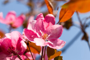 pink cherry blossom flowers in spring