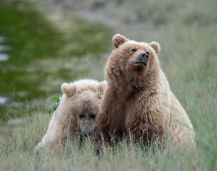 Light Colored Brown Bear Two Year Old Cubs, Lake Clark