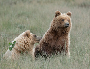 Fototapeta na wymiar Light Colored Brown Bear Two Year Old Cubs, Lake Clark