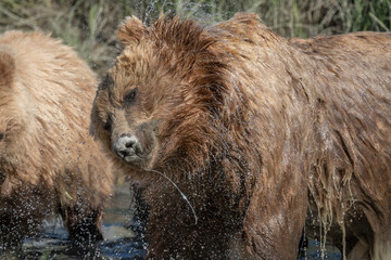 Obraz na płótnie Canvas Brown Bear Sow Shaking Water Loose, Lake Clark