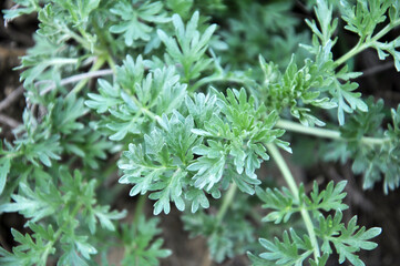 Bitter wormwood (Artemisia absinthium) bush grows in nature