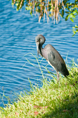 front view, medium distance of a little blue heron standing on the edge of a tropical lake, preening feathers and waiting for next meal