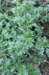 Fototapeta na wymiar Bitter wormwood (Artemisia absinthium) bush grows in nature