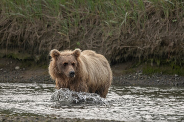 Brown Bear Sow Wading Stream, Lake Clark
