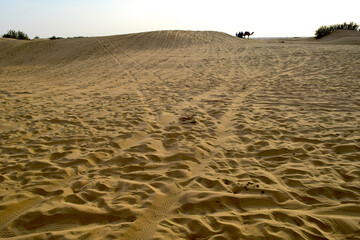 A picture of open desert areas and sand dunes in Thar desert, in Jaisalmer district of Rajasthan, India.