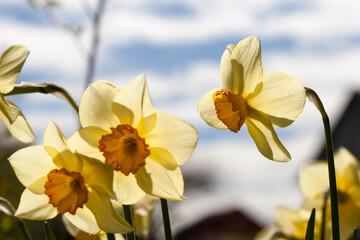 yellow flowers of daffodils during flowering