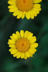 Yellow chamomile or Golden marguerite wild flowers (Cota tinctoria) in full bloom in green lush summer fields