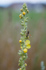 Tall stem of mullein yellow flowers (Verbascum thapsus) with wasp insect in summer meadow during summer evening