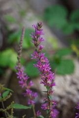 Colourful pretty flowers of Purple loosestrife (Lythrum salicaria) plant growing on road side in natural forest