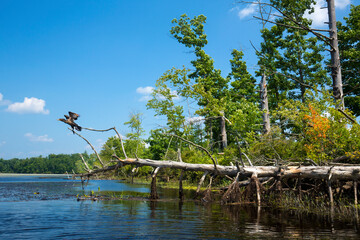 Cormorant in flight along the Quinebaug River in Brimfield, Massachusetts.
