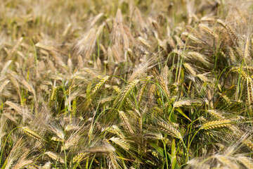 ripening rye in an agricultural field