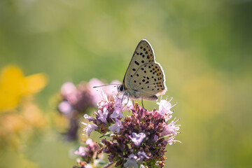 A butterfly gathers small wild pink flowers