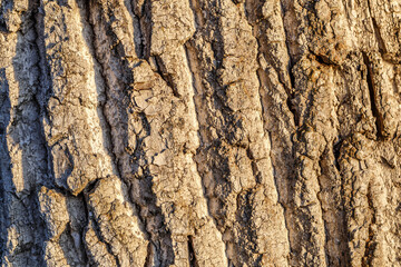 close up Old dry tree brown bark background and texture.Texture of the tree