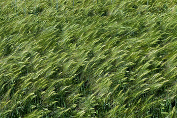 rye field with green unripe rye spikelets