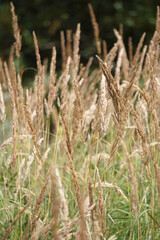 The Netherlands, August 2021