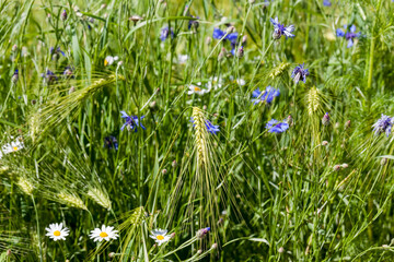 blue cornflowers growing in summer