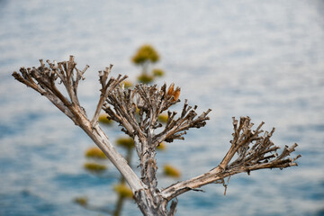branches against sky
