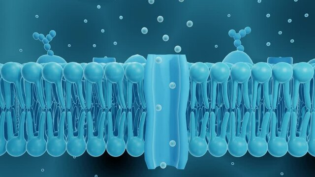 Cell membrane with ion channel cross-section