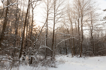 Fototapeta premium in the snow, deciduous trees in the winter season