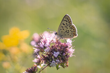 A butterfly gathers small wild pink flowers