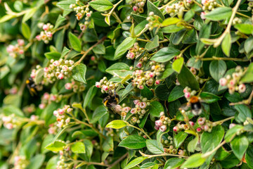 A closeup of a bee on a cotoneaster lucidus shrub outdoors