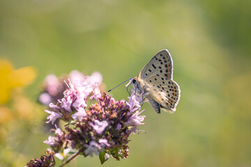 A butterfly gathers small wild pink flowers