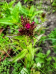 flower of a thistle