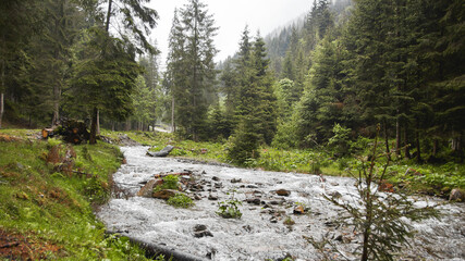 River forest and logs