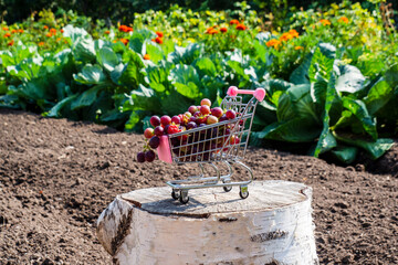 Autumn harvest