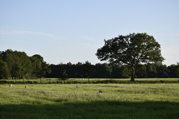 The Netherlands, August 2021